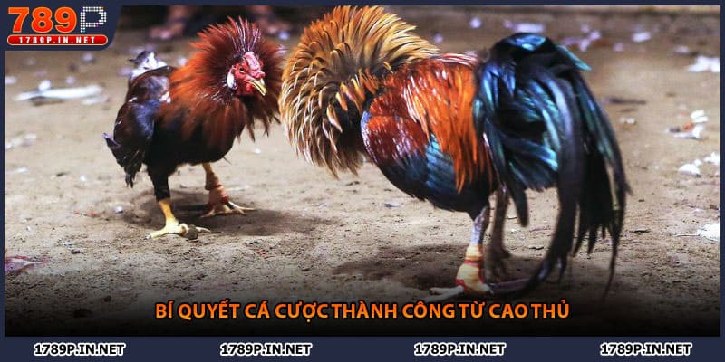Bí quyết cá cược thành công từ cao thủ
