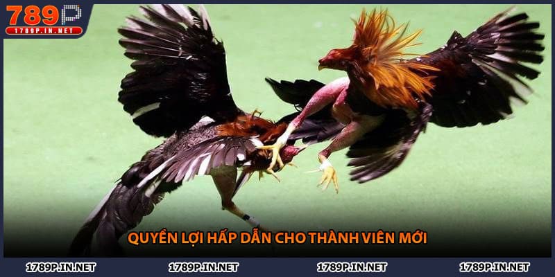Quyền lợi hấp dẫn cho thành viên mới