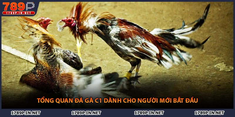 Tổng quan đá gà C1 dành cho người mới bắt đầu